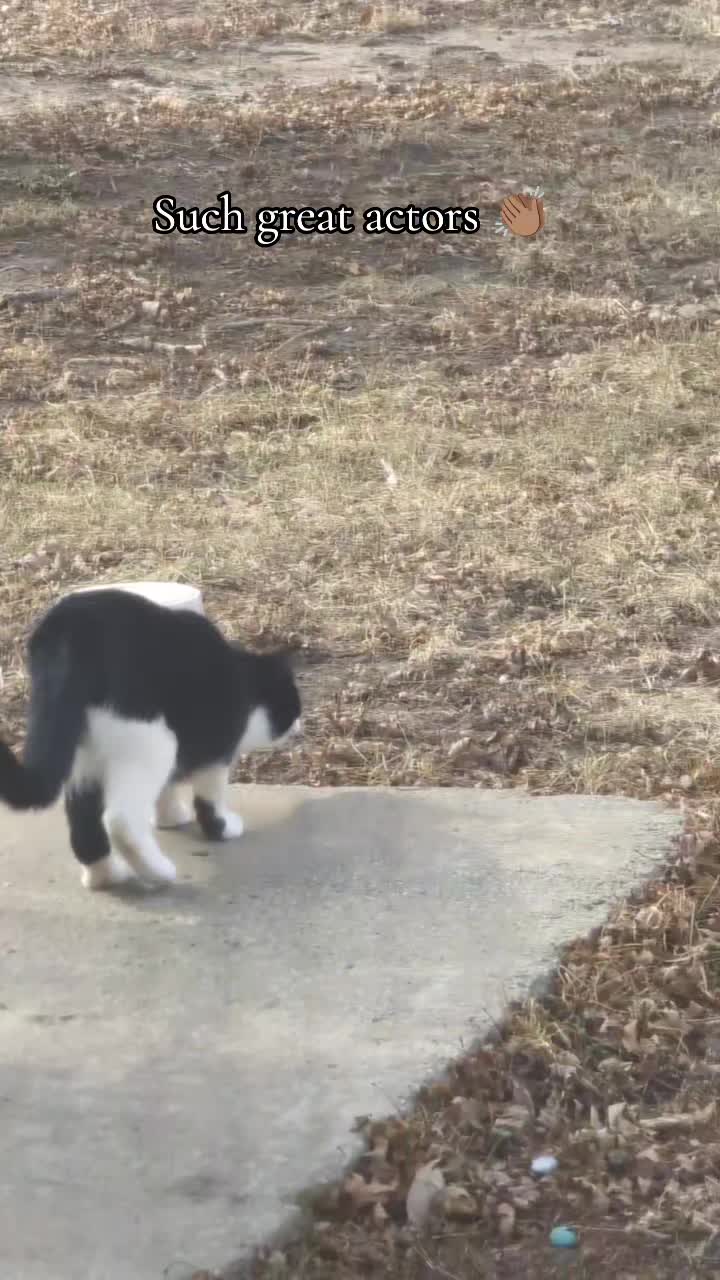 @Jessica🐾💞