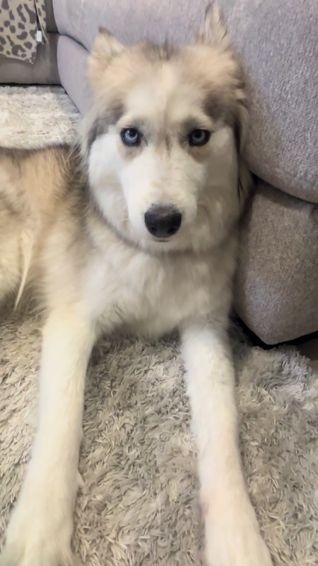 @lifewith2huskies