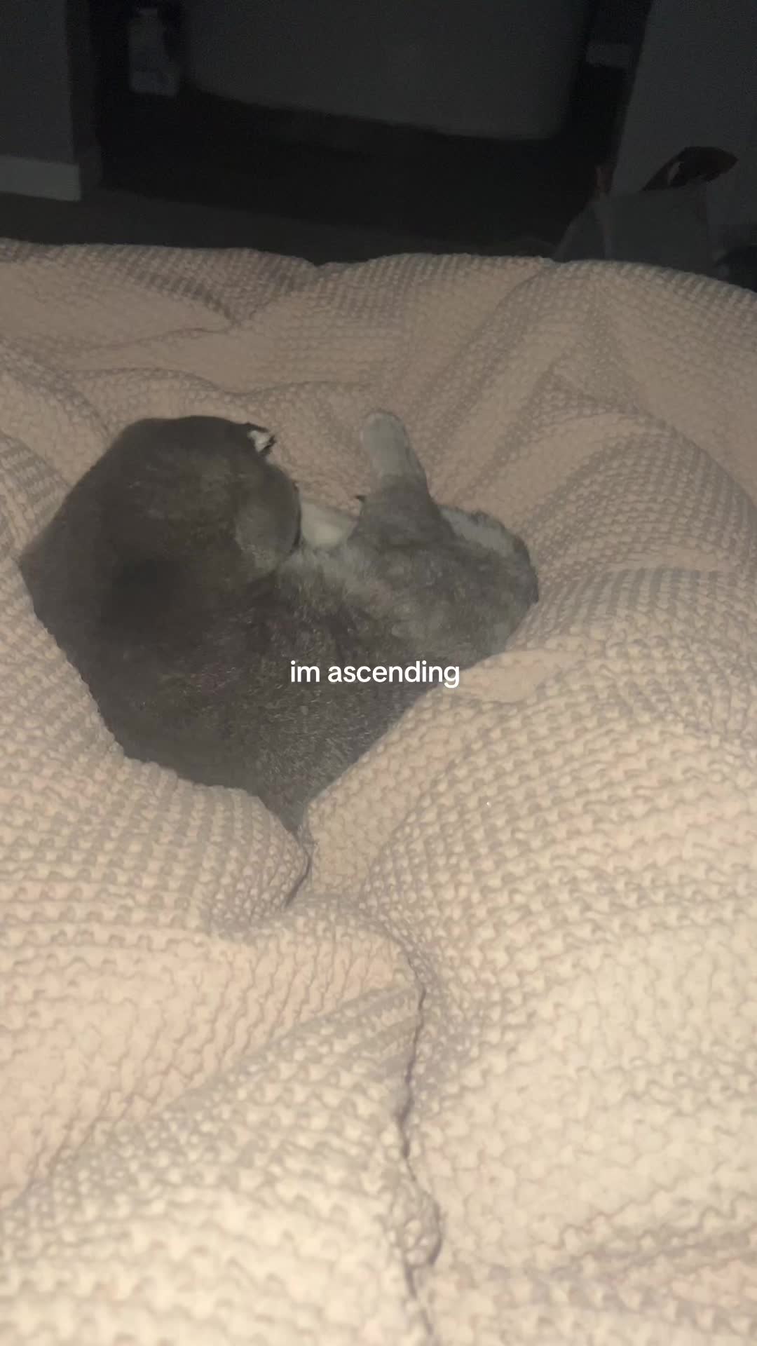 @bexxiez