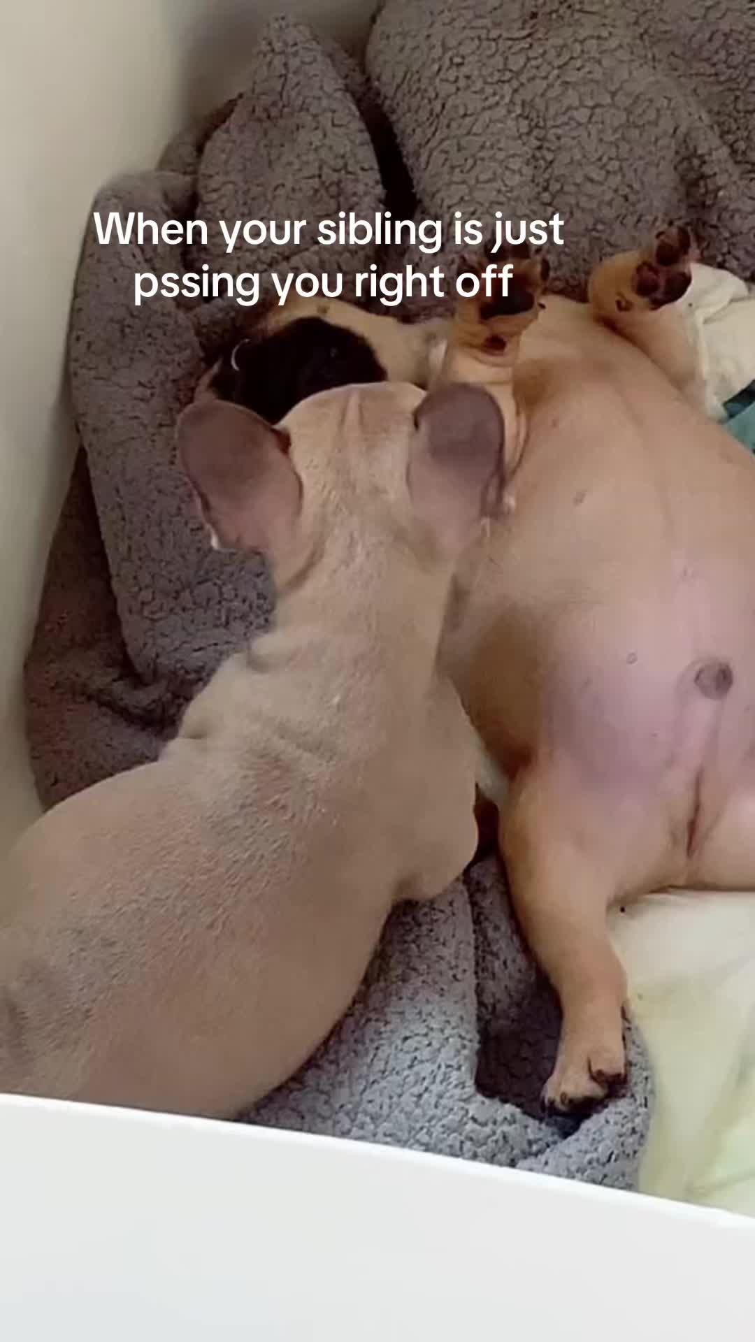 @Devotabullz