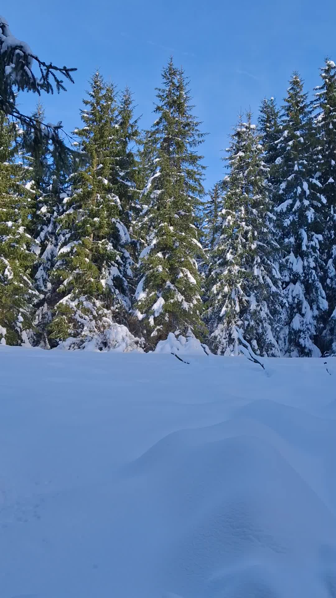 @🌲VRANIĆ🌲