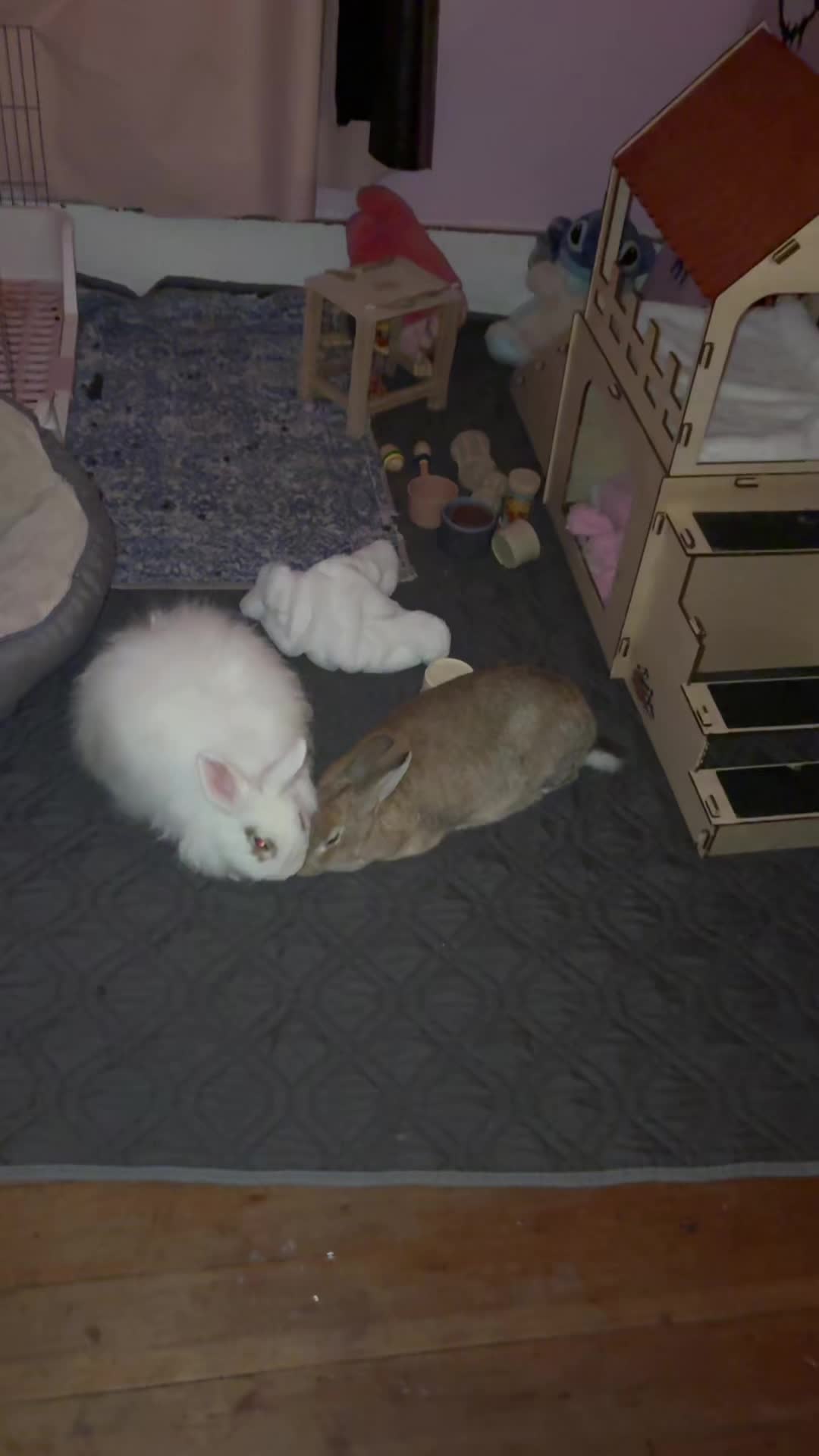 @BUNNY BUNNY ๐ฐ ๐