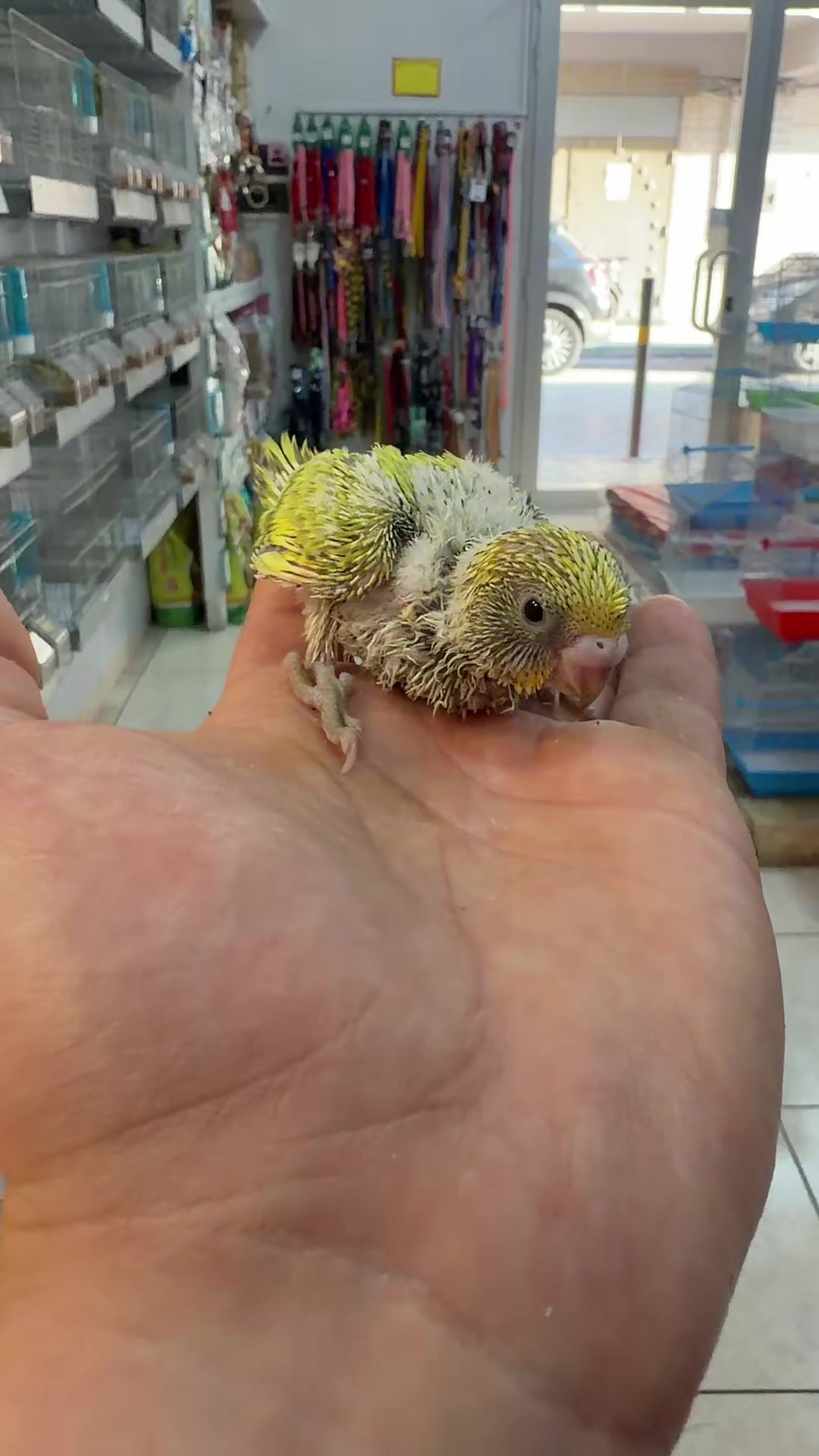 @Baby’s Bird
