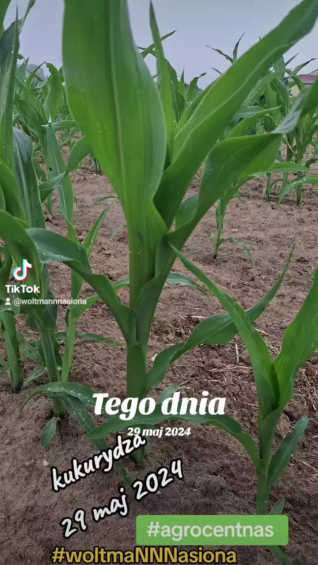 @WOLTMANNNASIONA