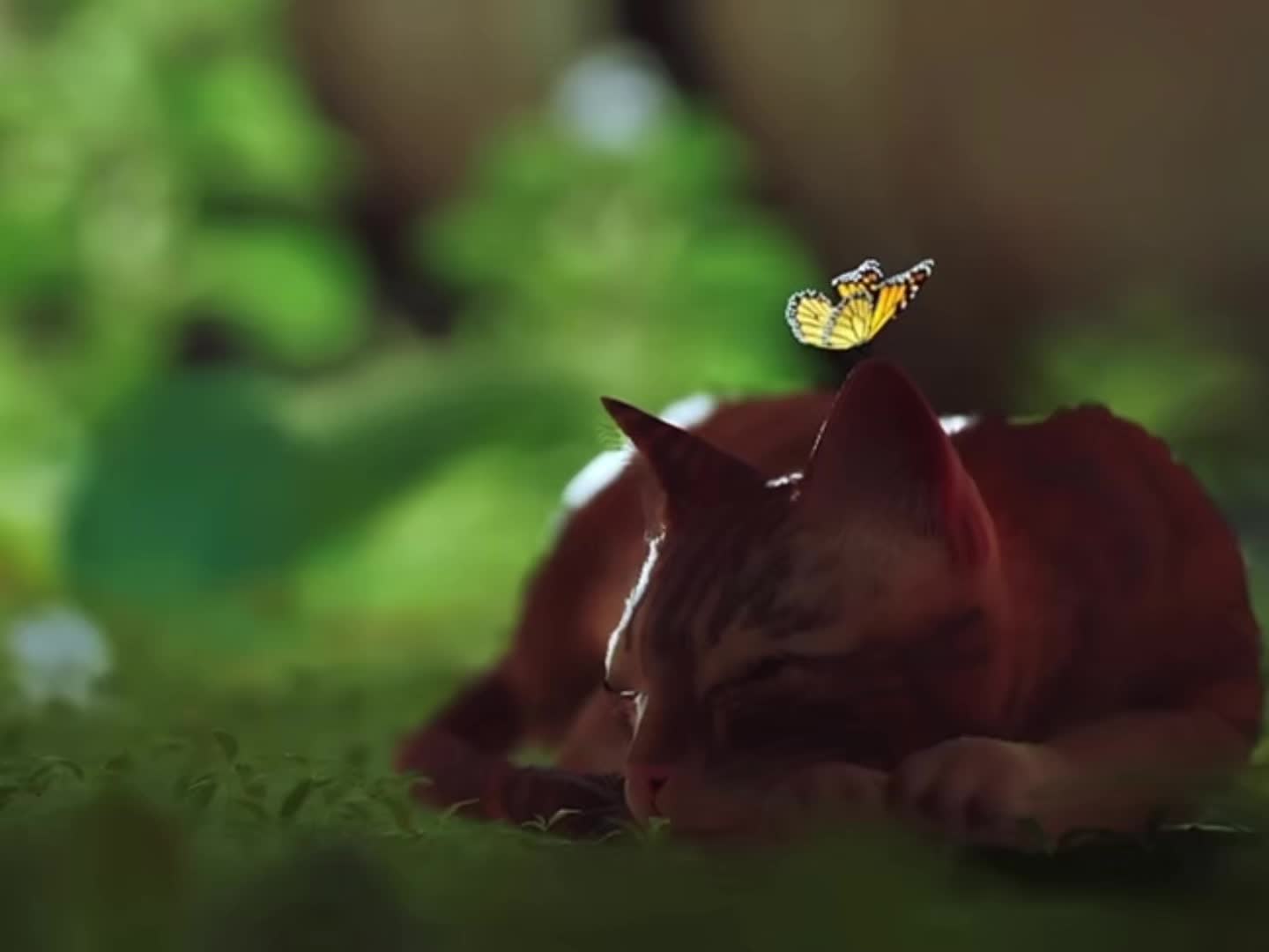 @𝒮𝒞𝒢