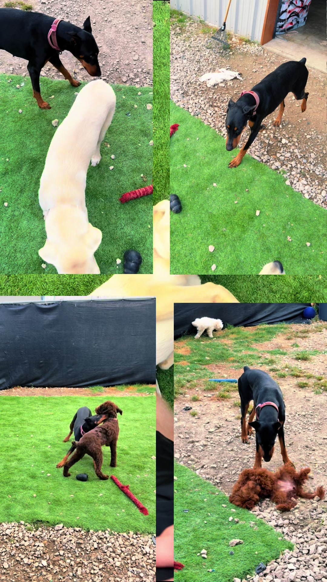 @Sentinel K9 | Dog Training