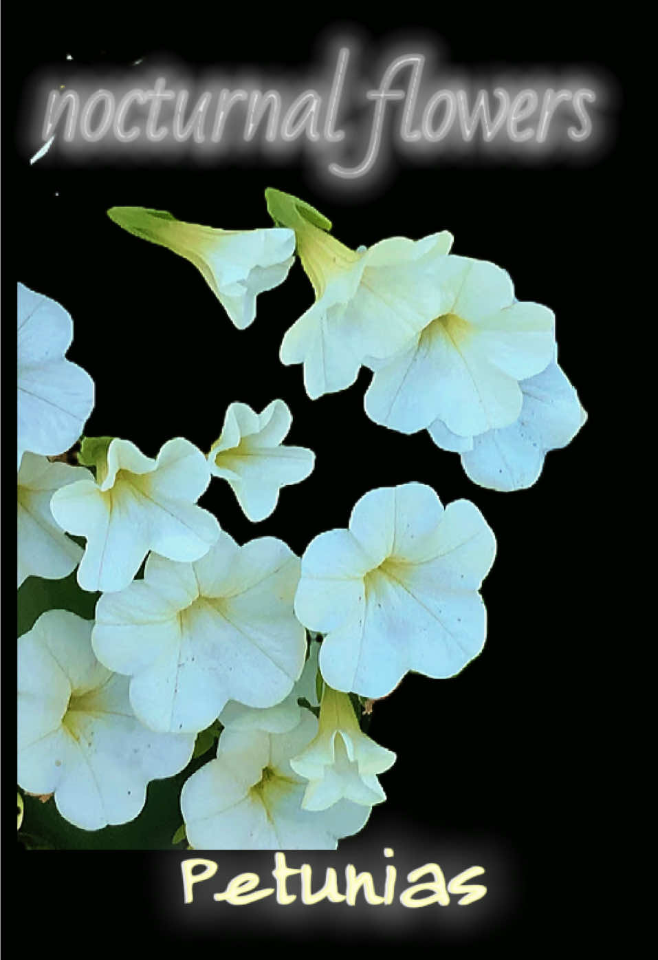 @๐๐ ๐๐๐ ๐จ´เฝ`๐๐๐๐๐ฅ๐ค