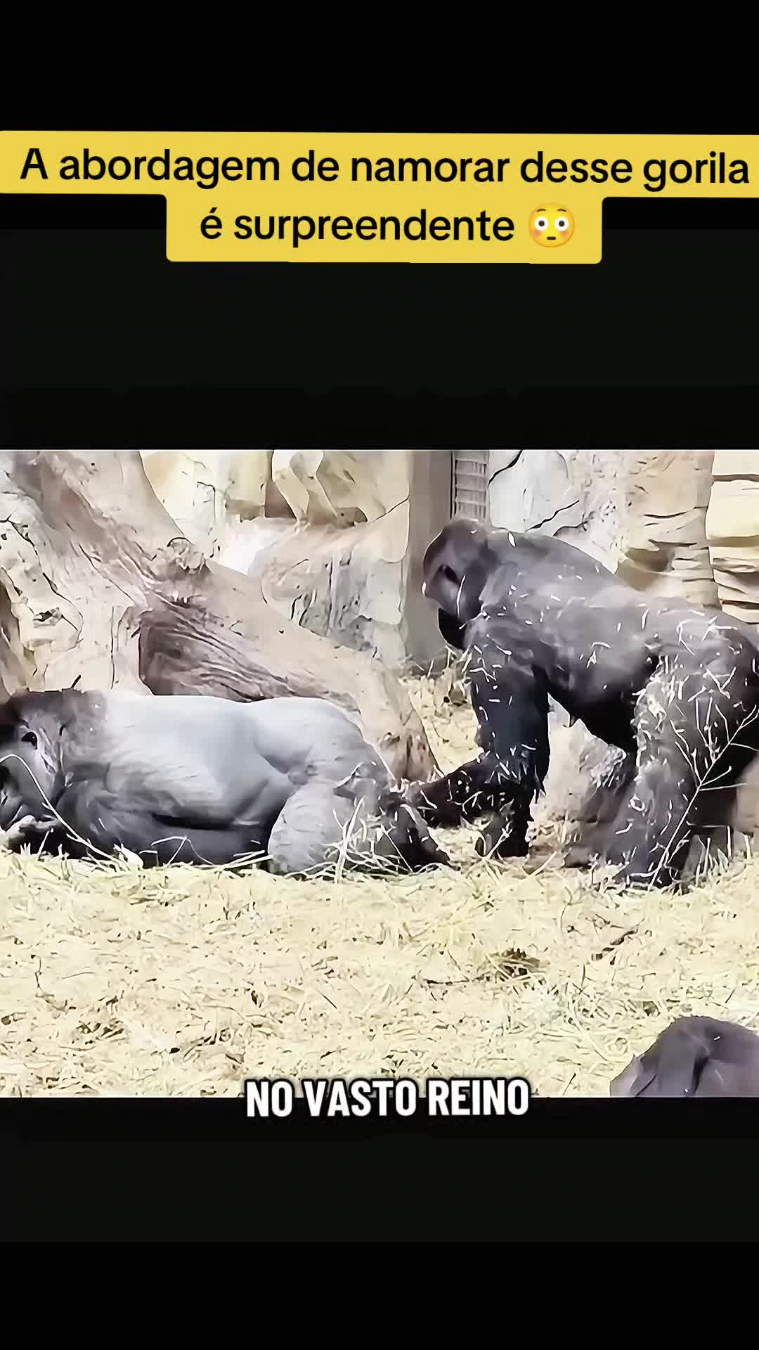 @Vida Animal Animada