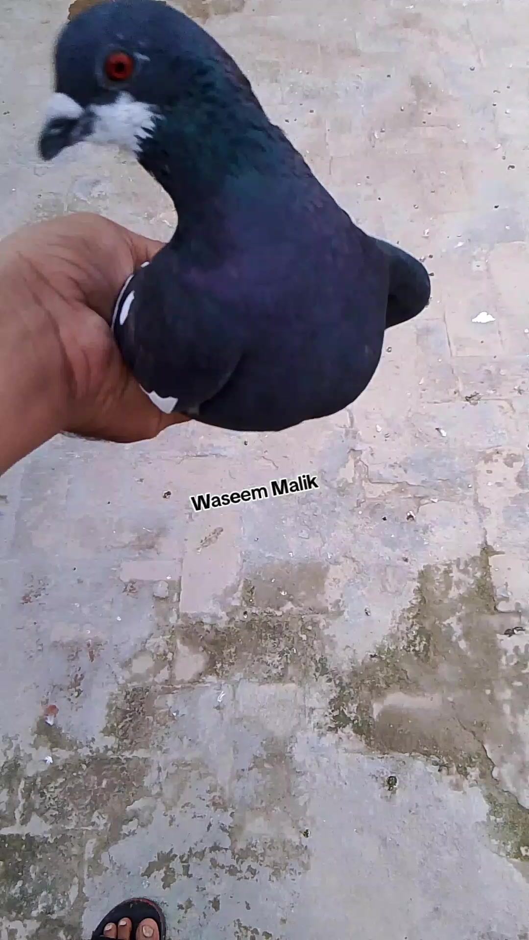 @waseem Malik