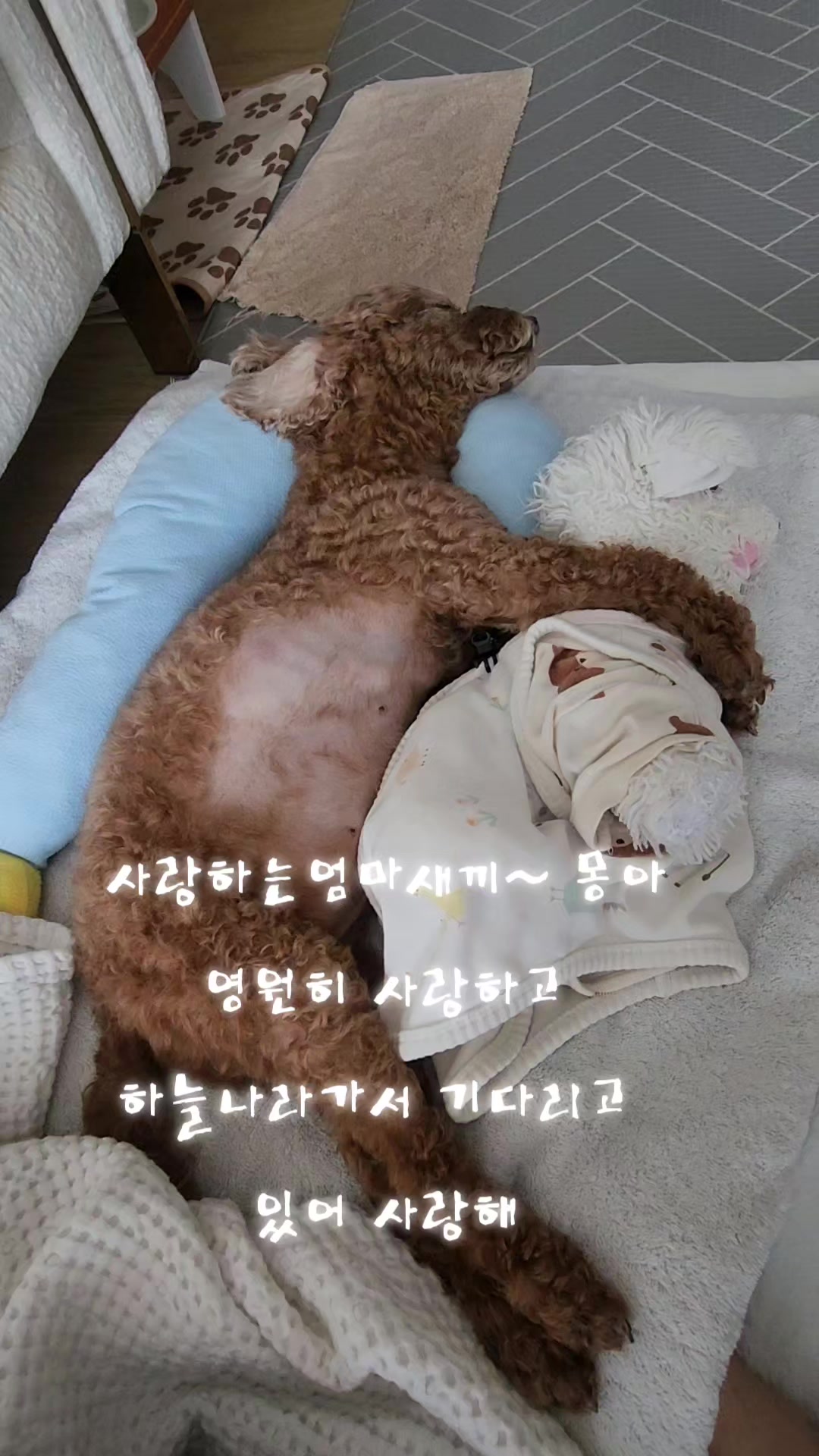 @몽이쒸네~푸들
