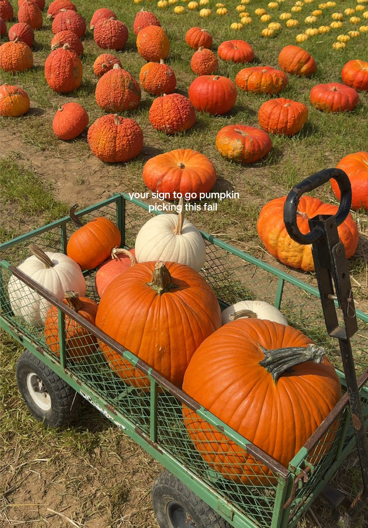 @elizgreaves