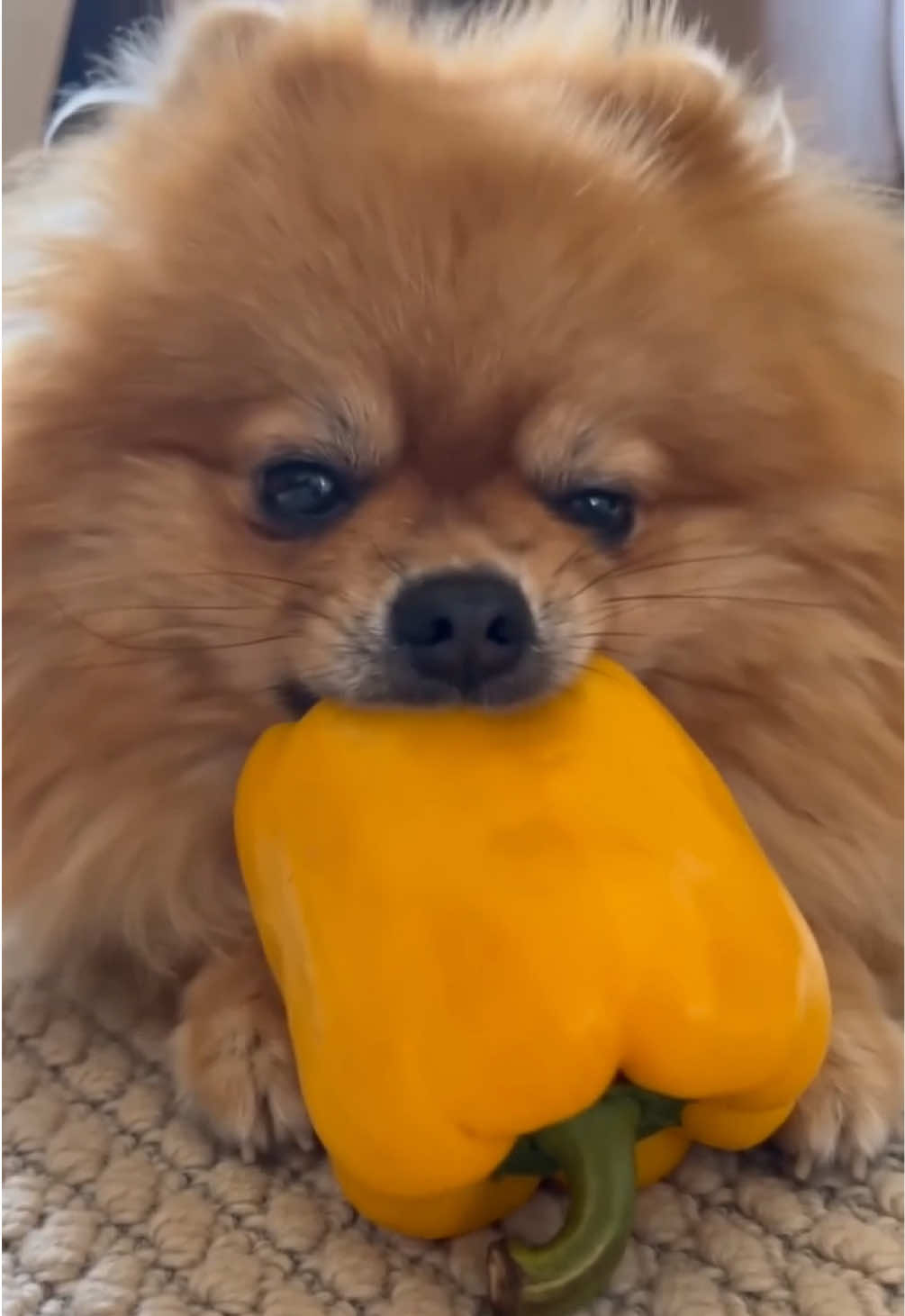 @Gangsterspitz