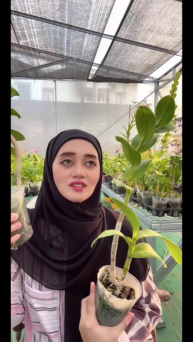 @Anggina Orchid