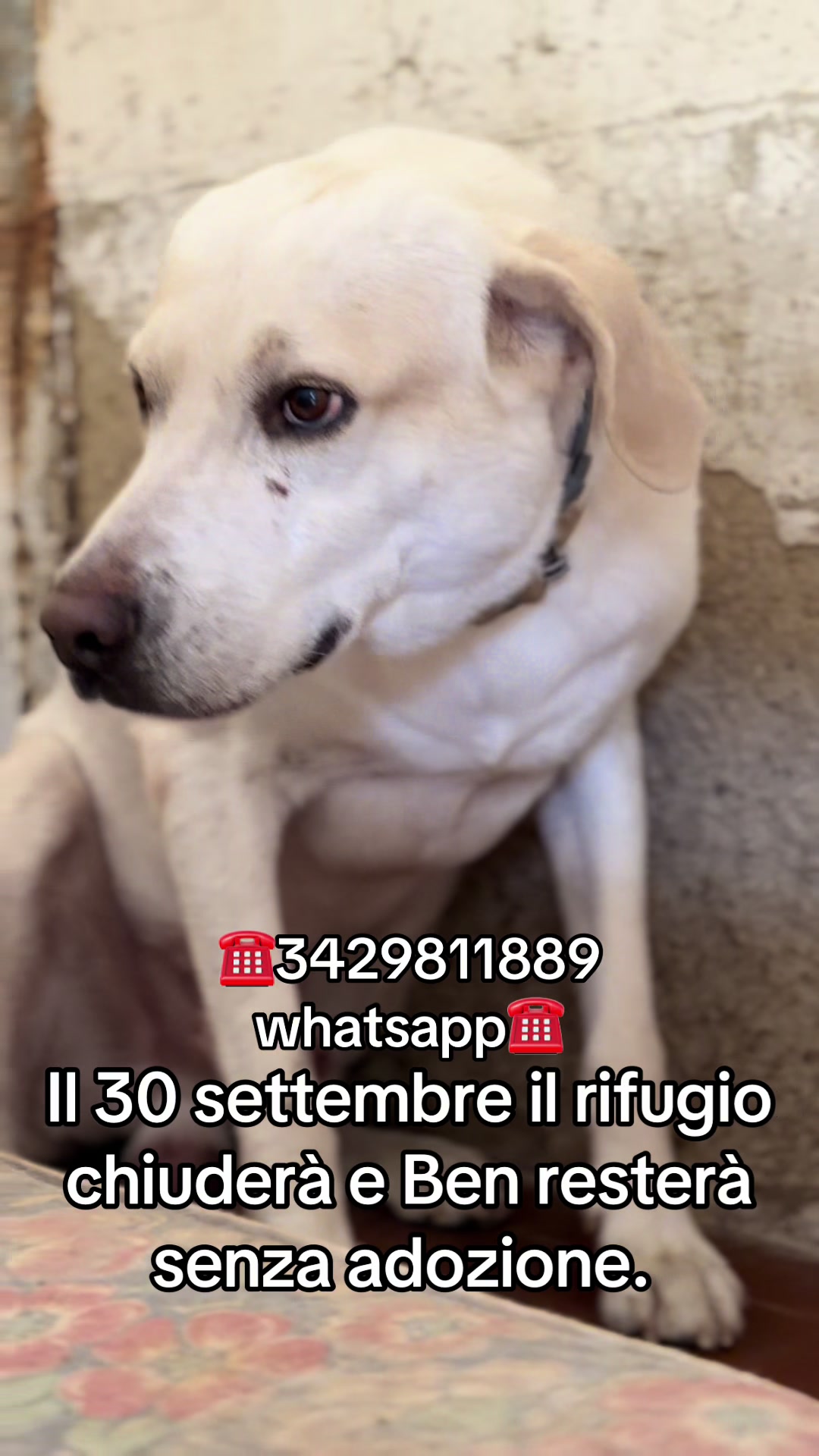 @ZampAmici💚