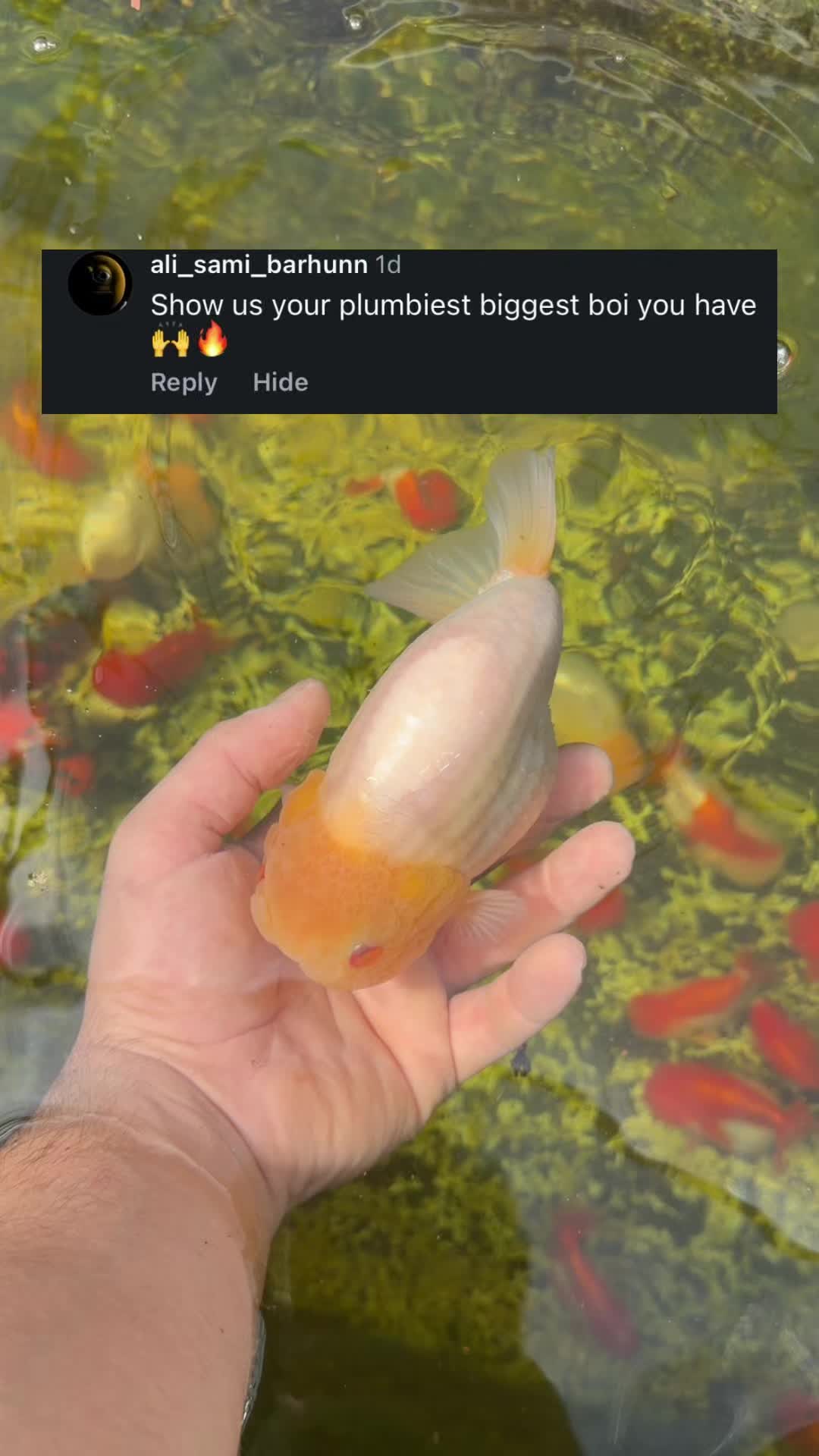 @The Goldfish Guy