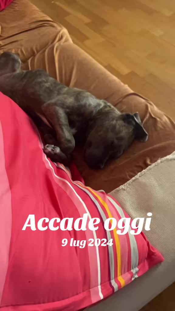 @Manumanufrau66