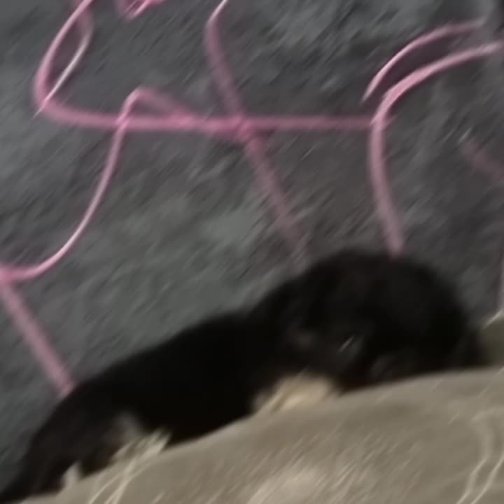 @꧁𓃗КОННИЦА𓃗꧂