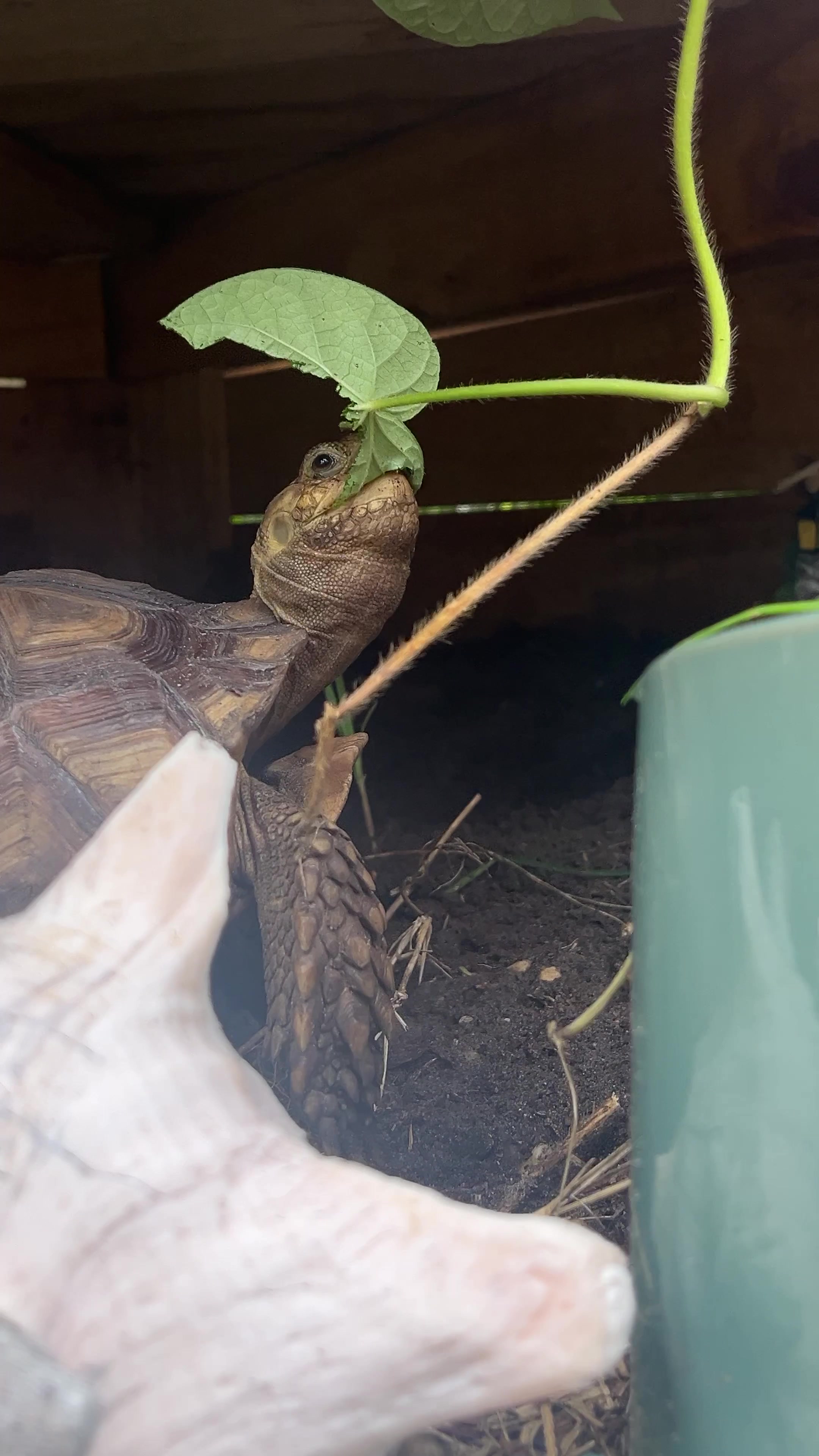 @shaqthetortoise