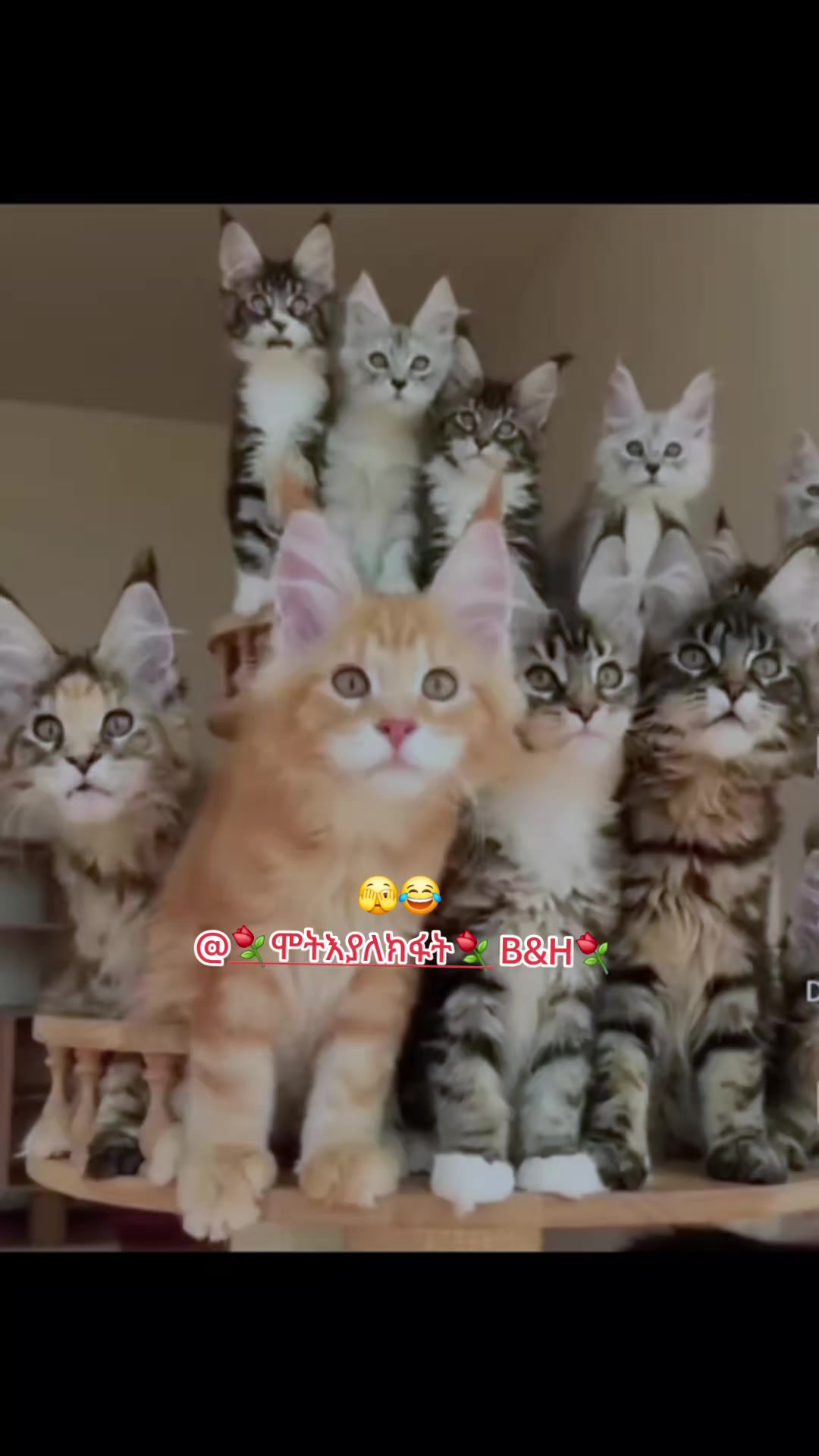 @⚘️ሞት እያለ ክፋት⚘️