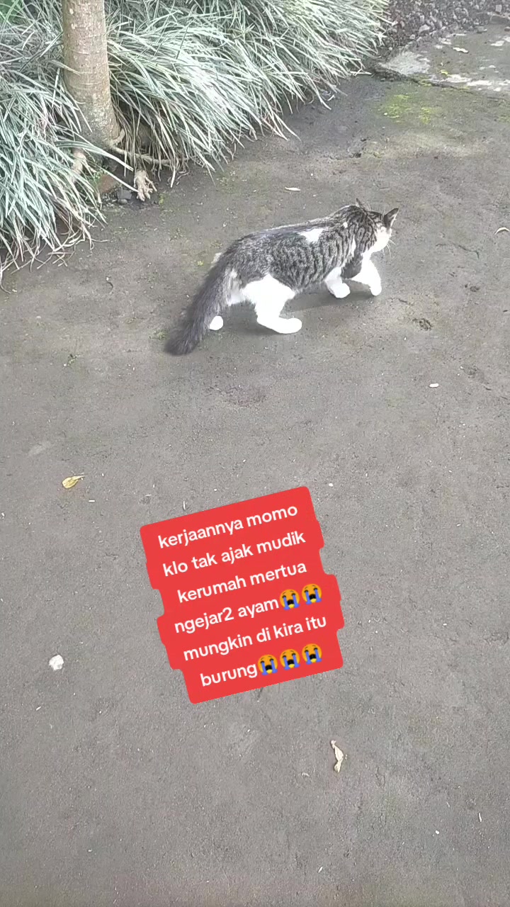@🇸 🇮 🇱 🇦 🇷 🇴 🇸 🇮 🇹 🇦