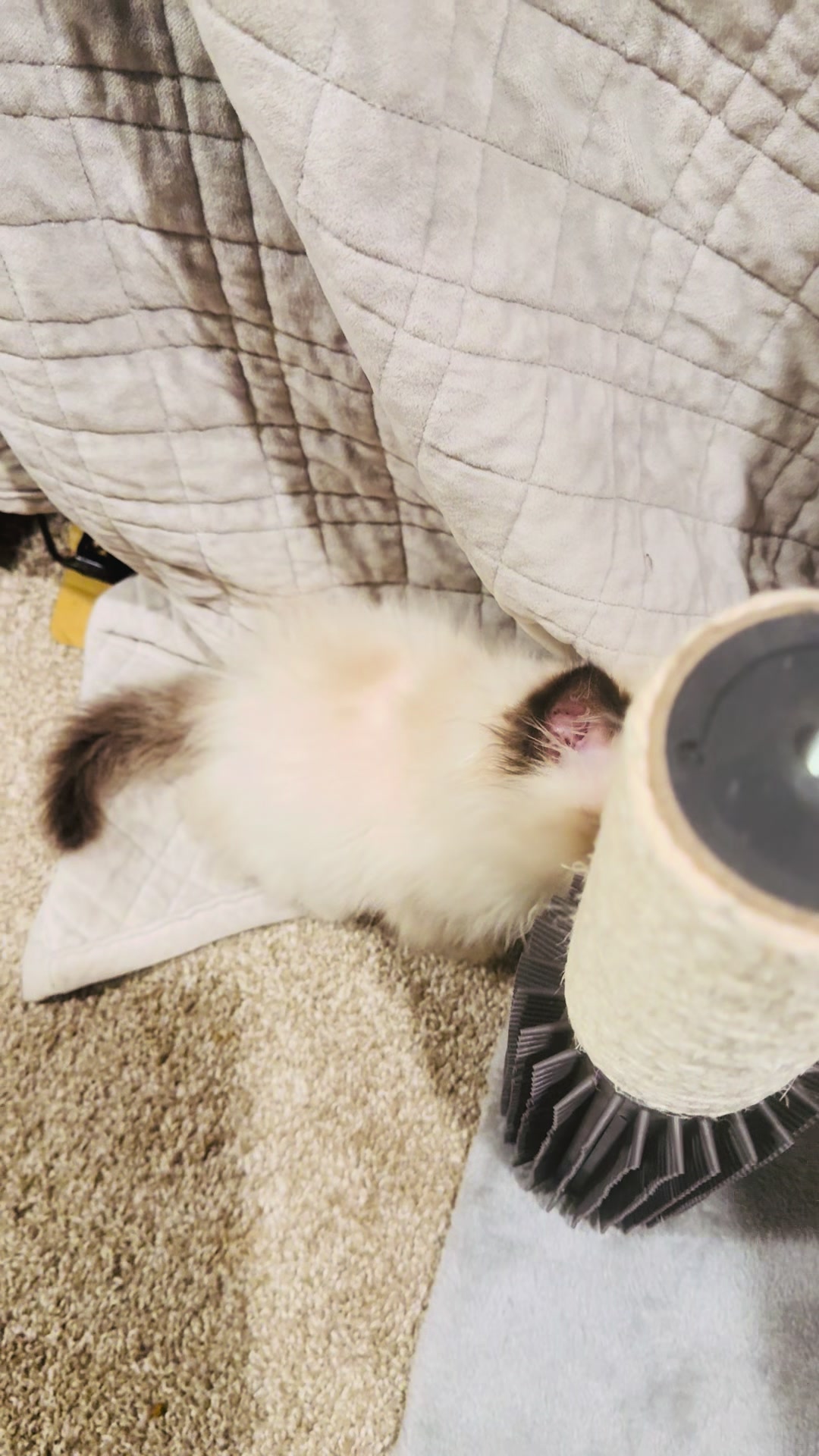 @PersianKitten
