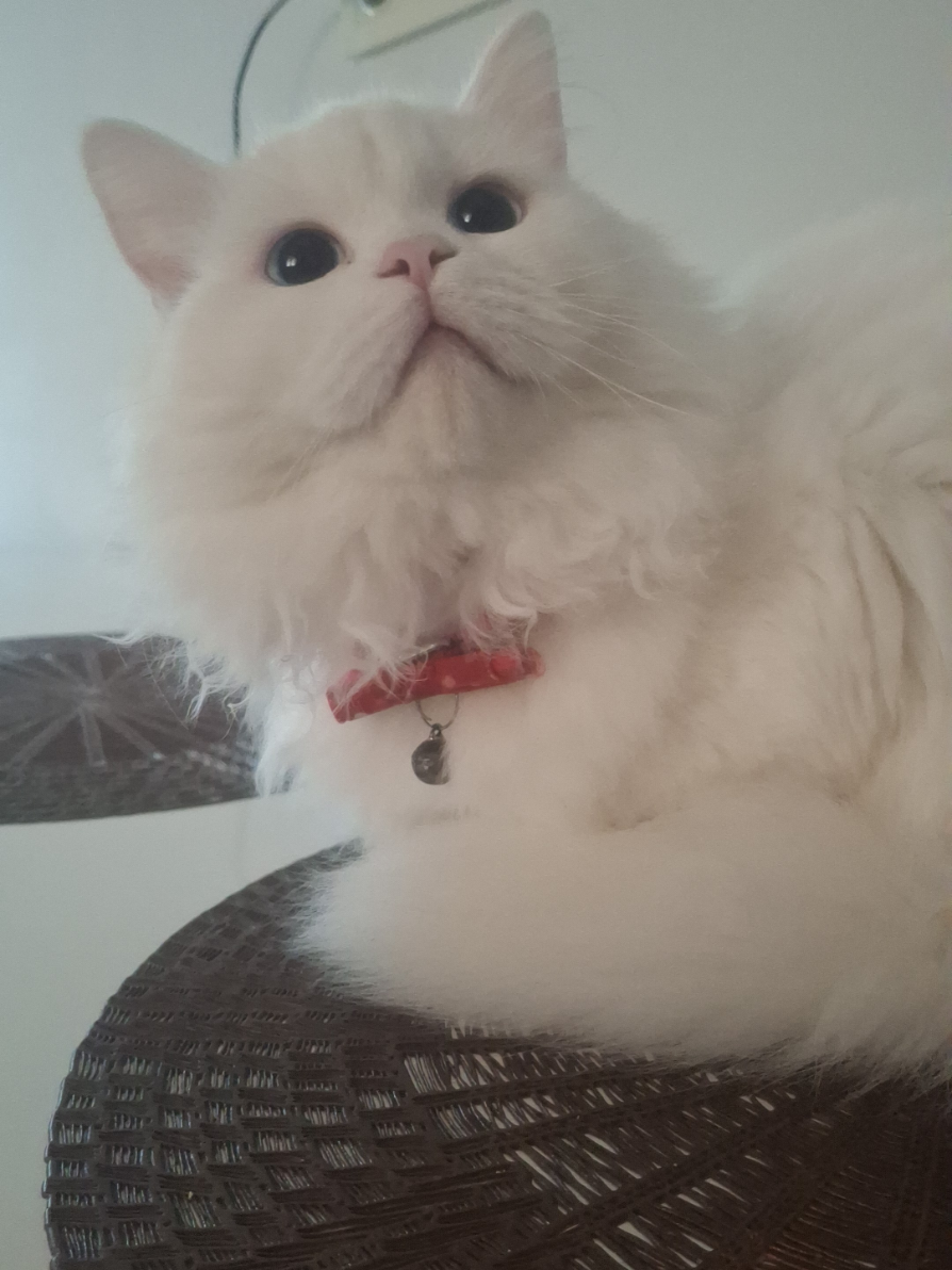 @😺Şila😻Şima😺