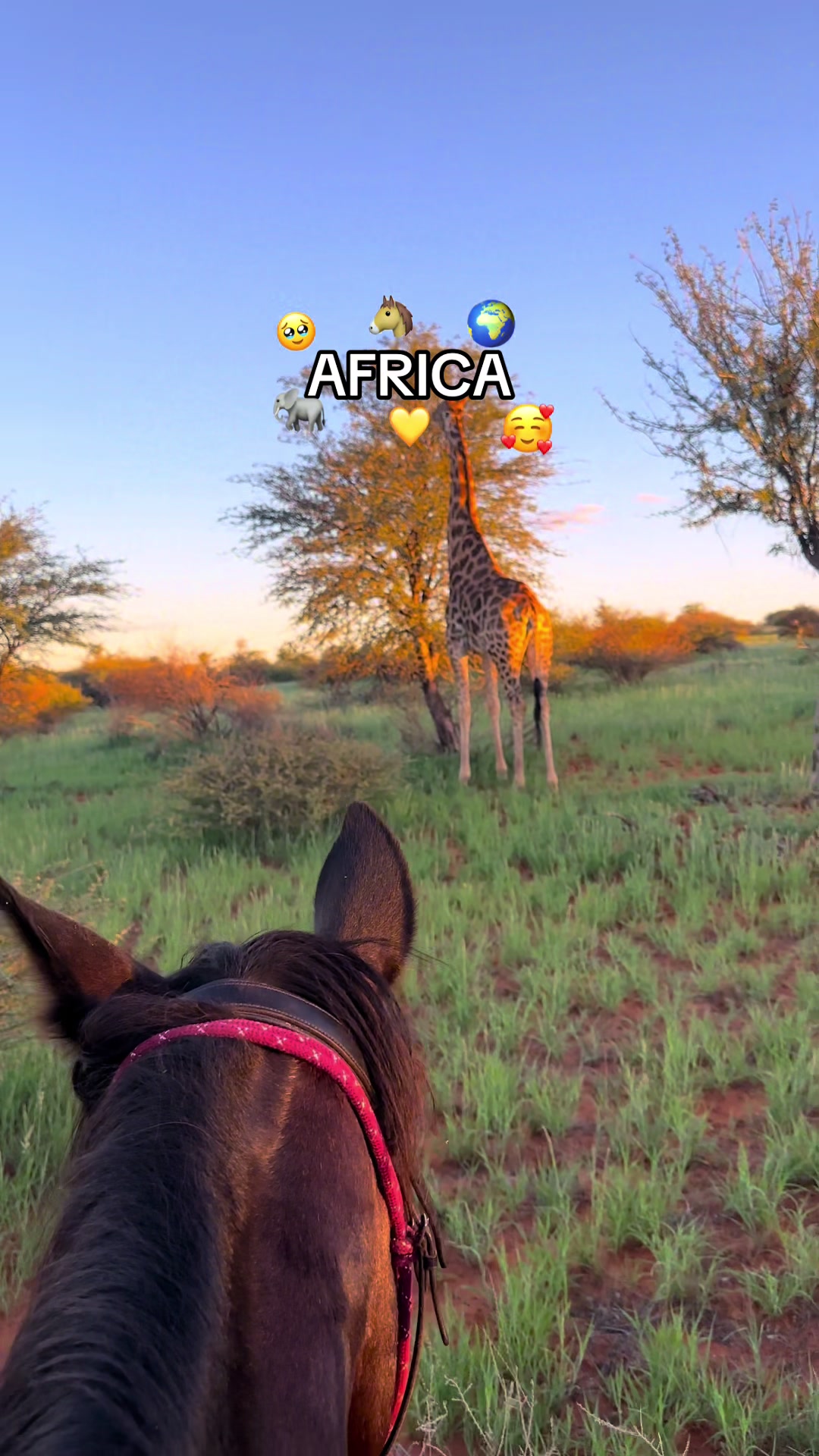 @Hoof & Travel 🐴🌍🐘