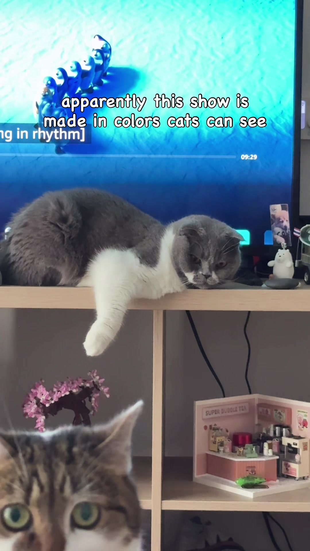 @Suki Purrs