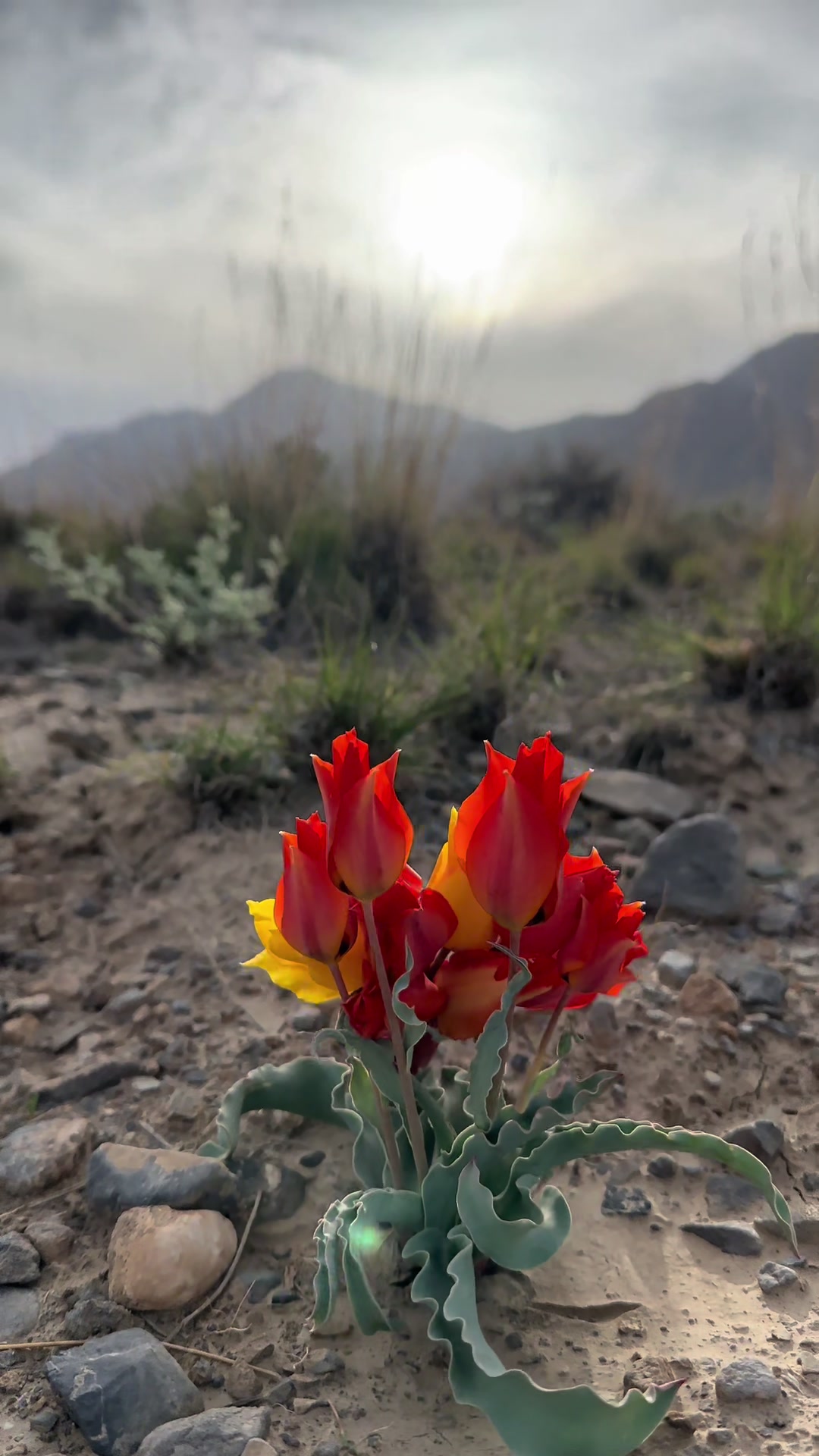 @حیدر بلوچ 🏔️✨🦋