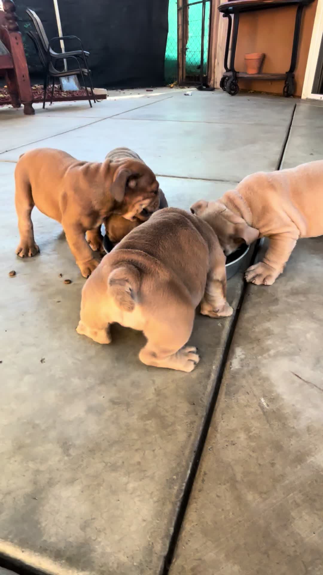 @maravilla_bulldogz