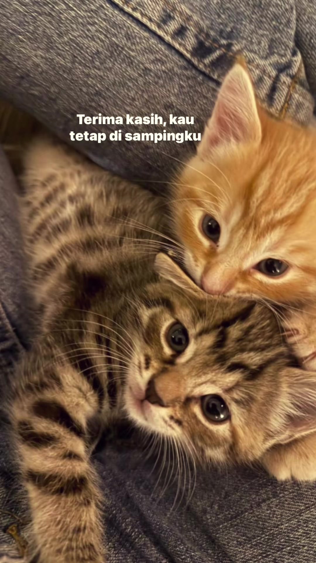 @^~^