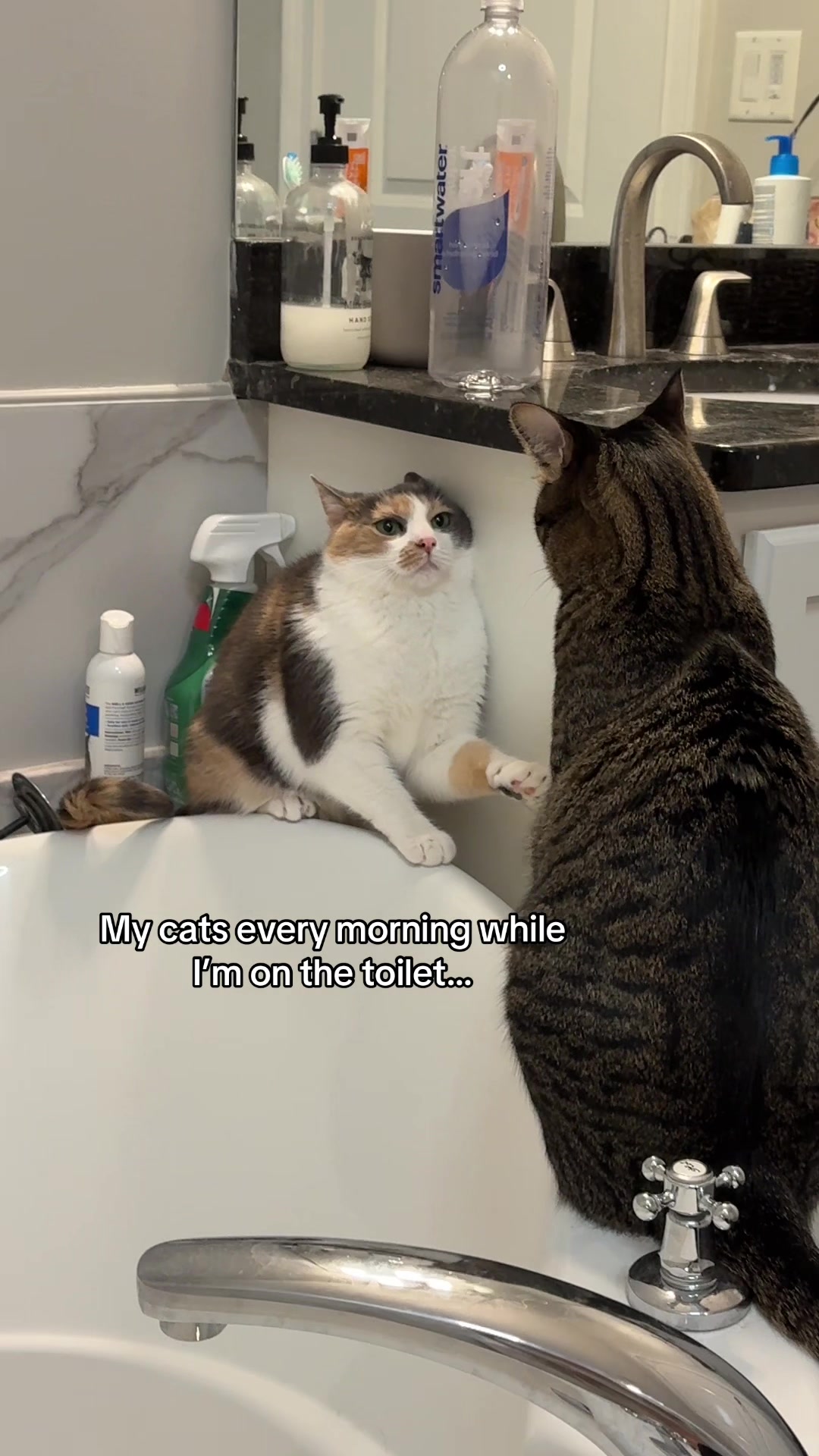 @Quinn The Calico