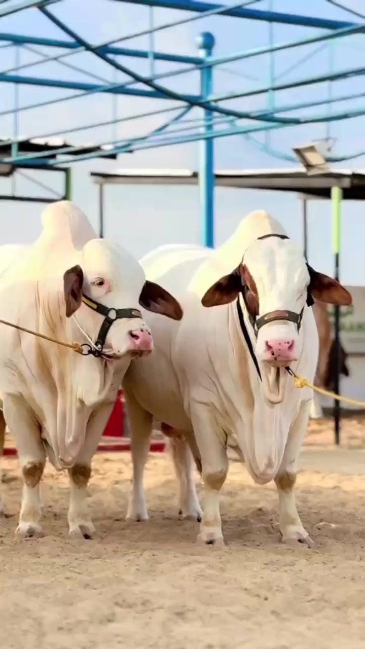 @Cow lovers ❤️
