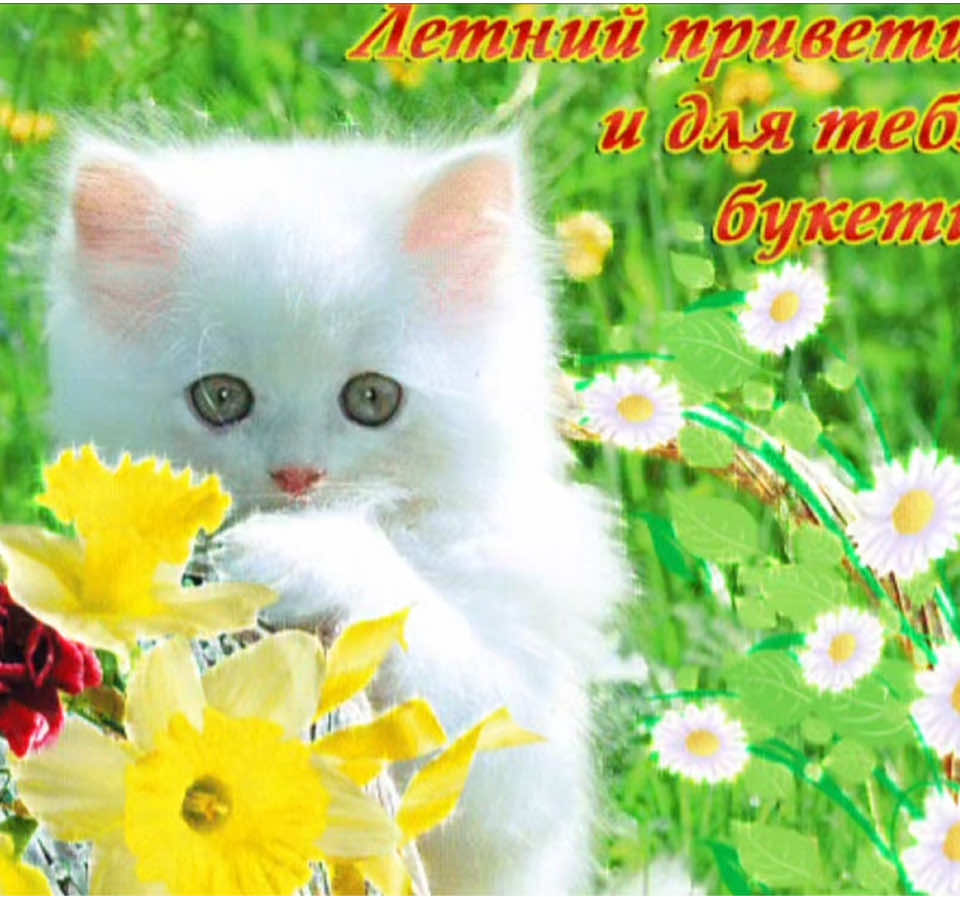 @котики на каждый день