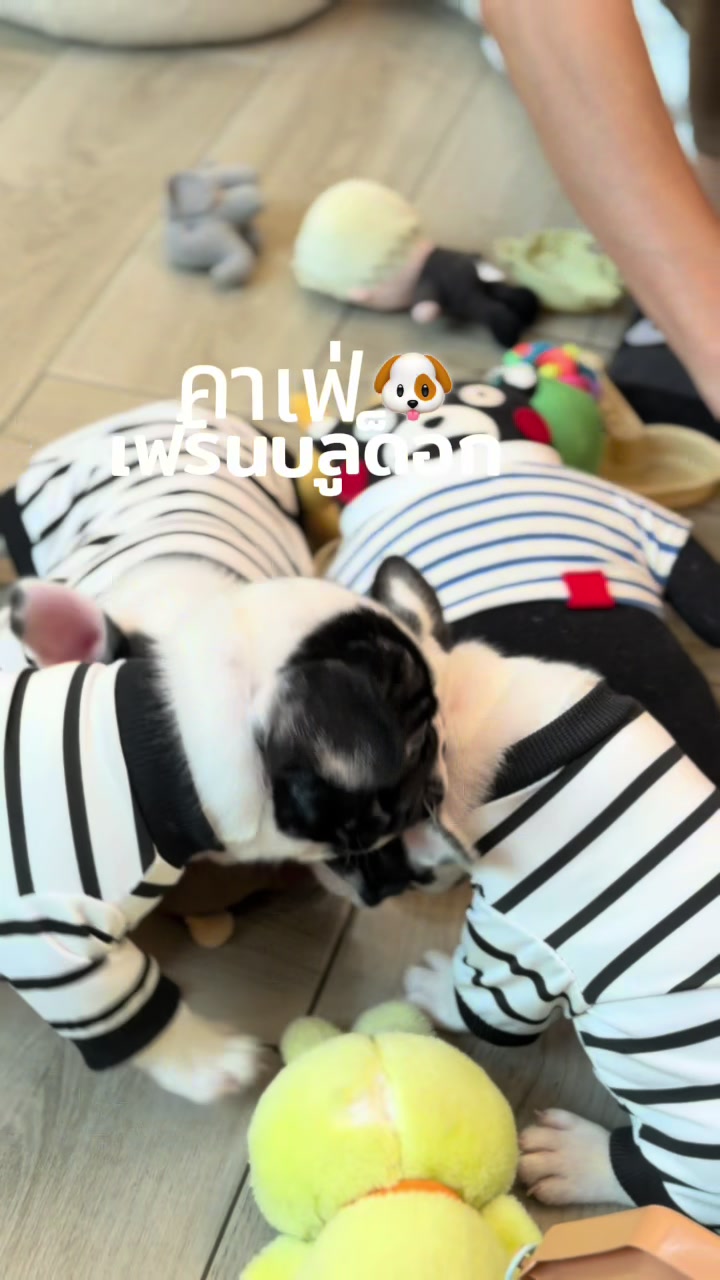 @Privatedog cafe Bangkok