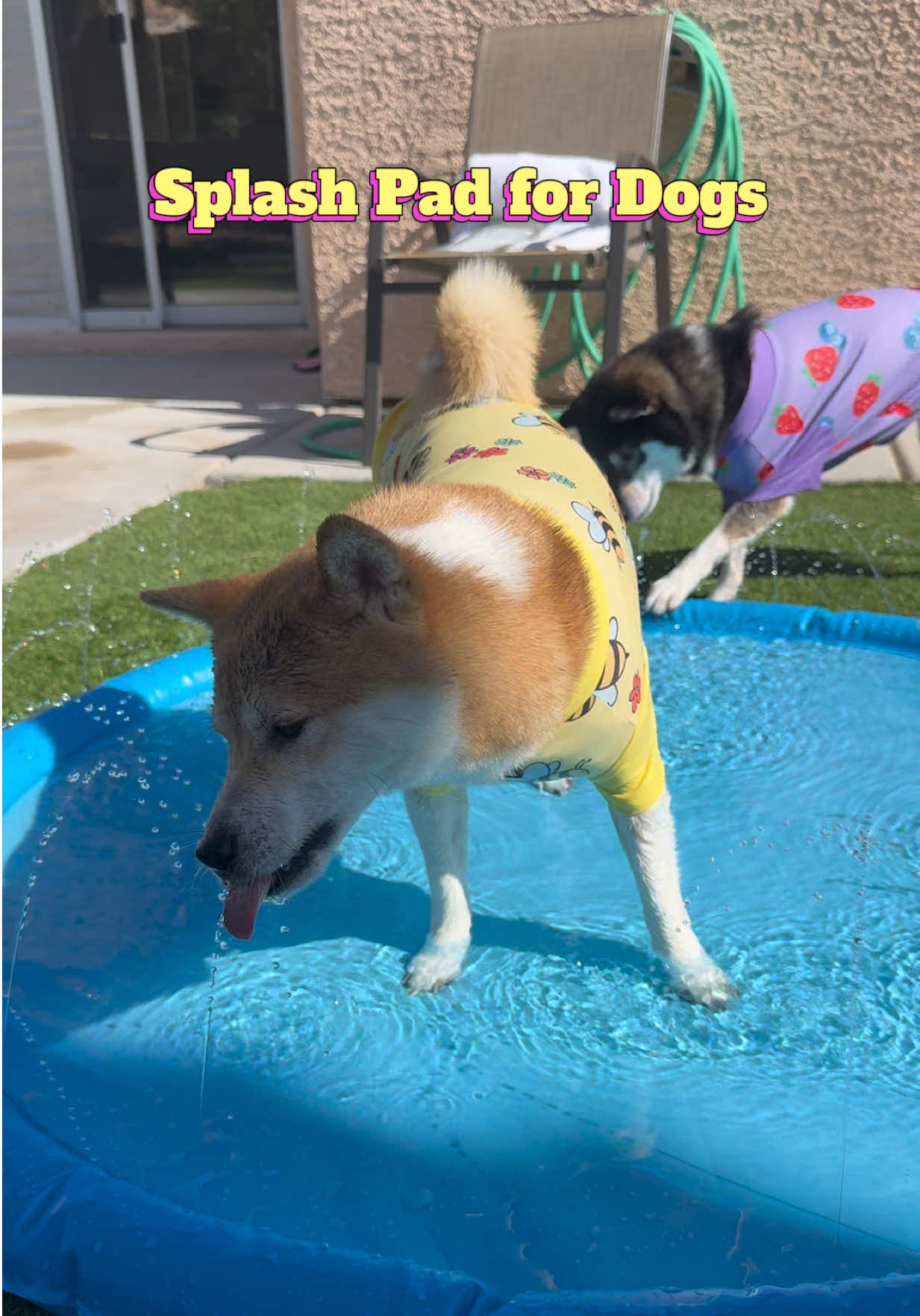 @Flock of Shibas 🐕🐕🐕