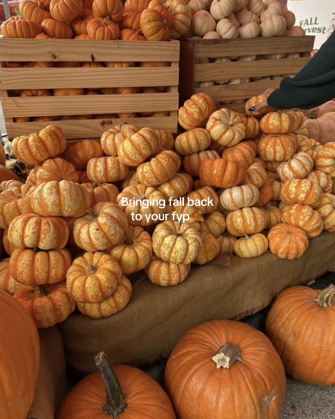 @spookyseasonftw