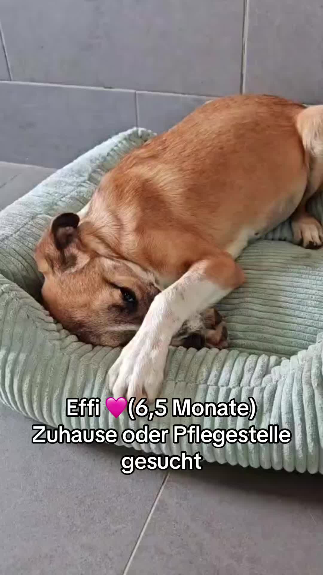 @Ankerhunde e.V.