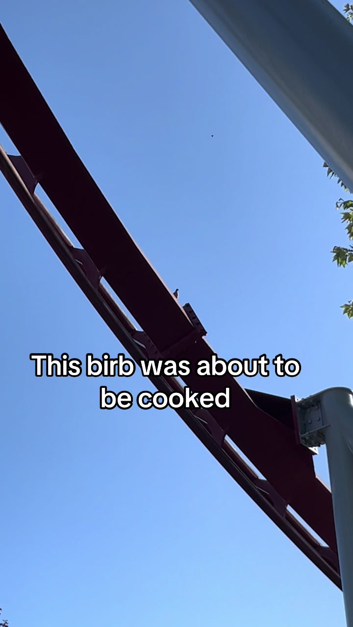 @Collin 🐓🥓