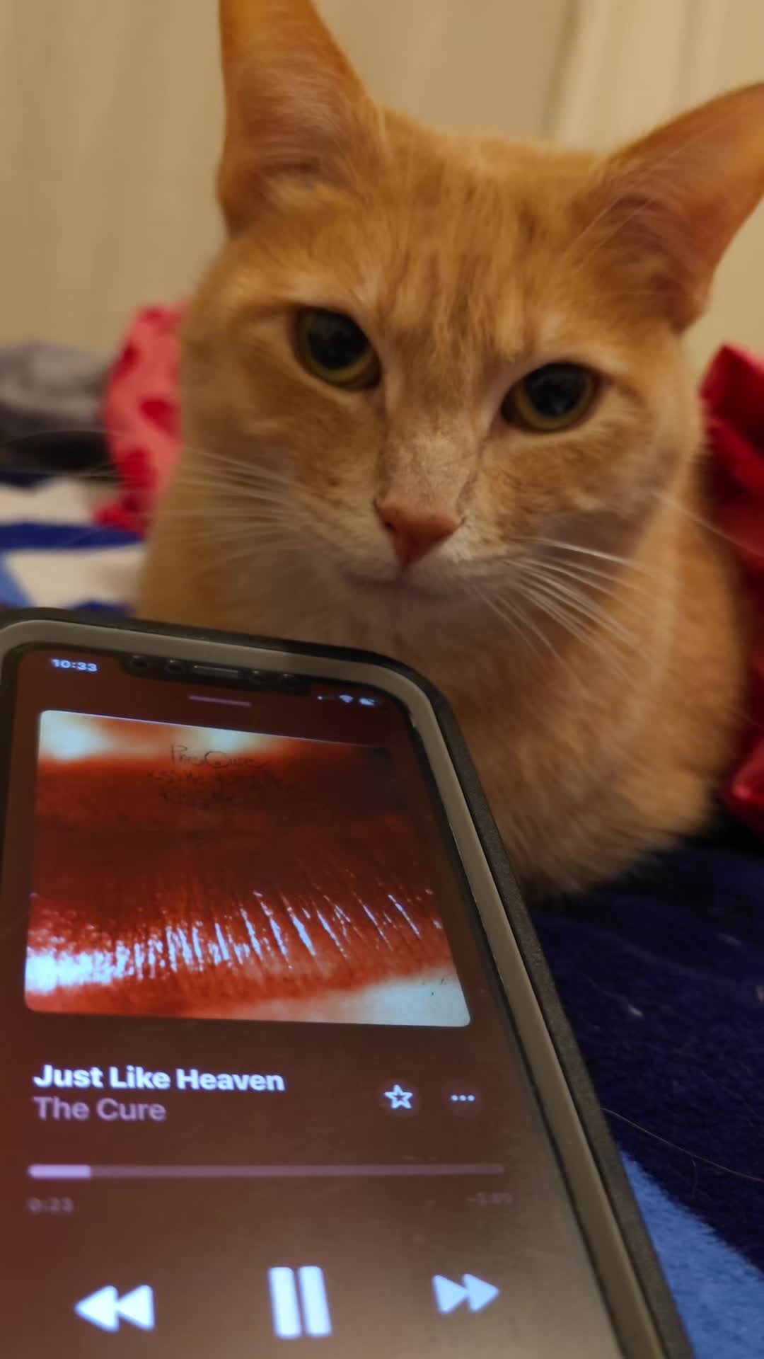 @Theorangecat🐈