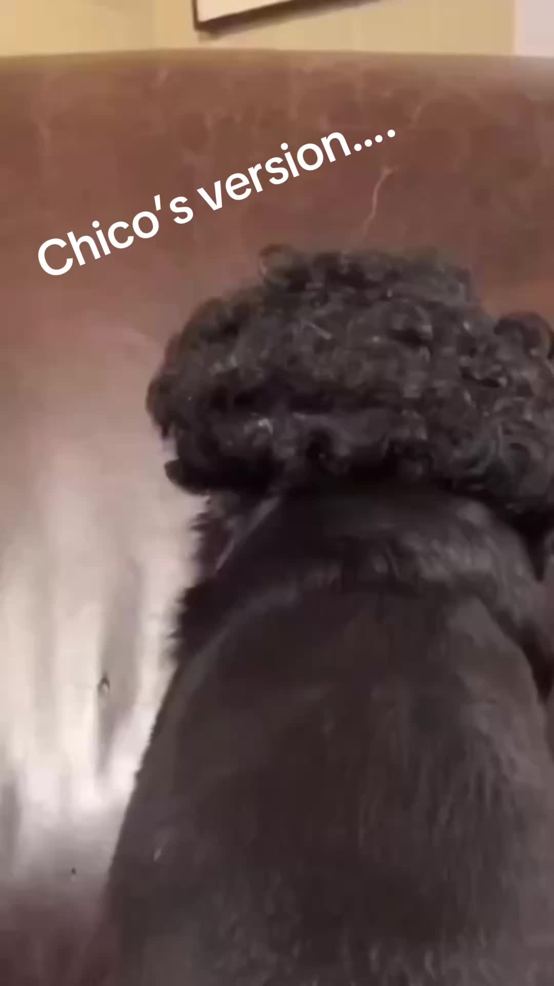 @Chicoandhisbanditos