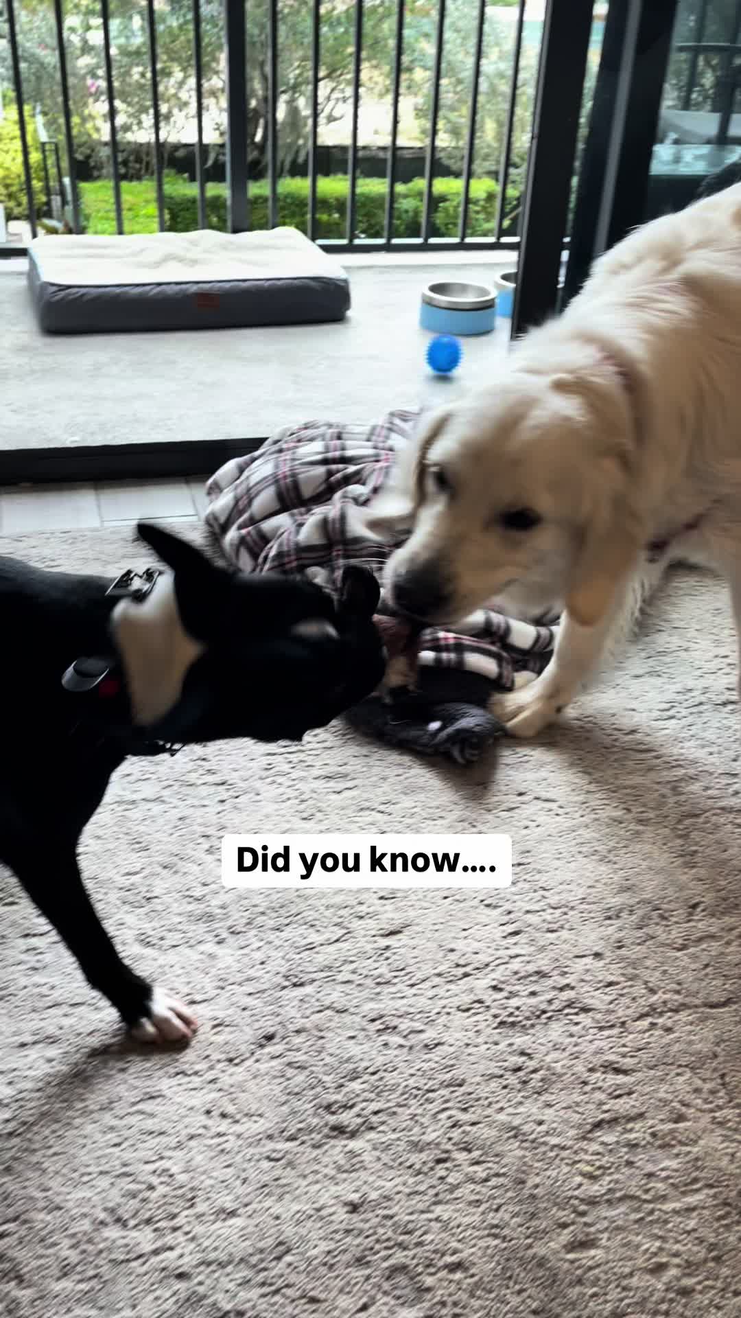 @PetFitness