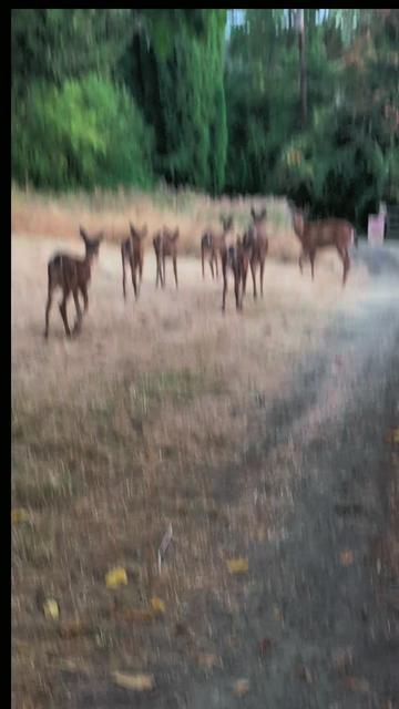 @Sharin♥️🦌🌞🌛♥️