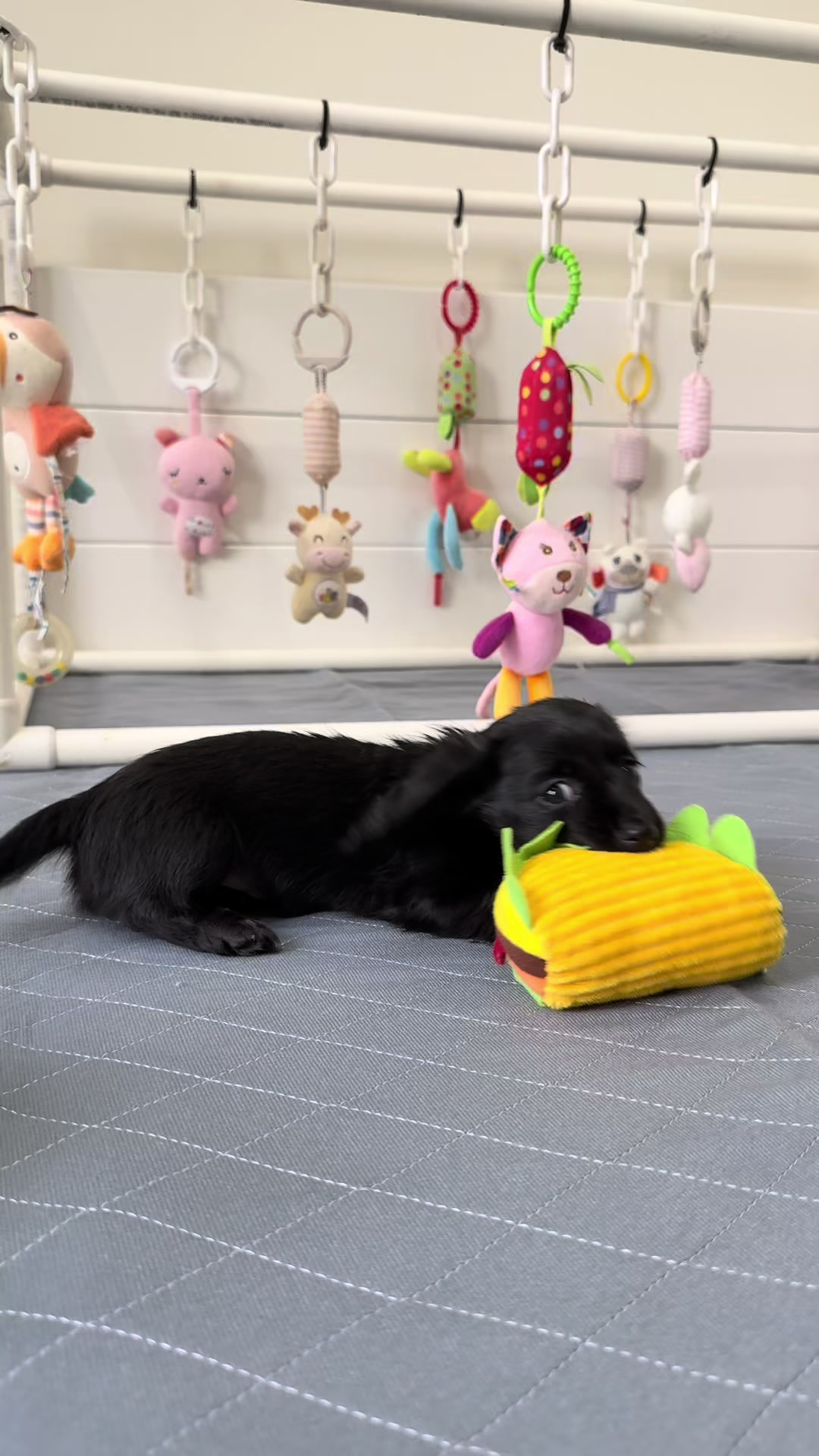 @Dachshund Dynasty
