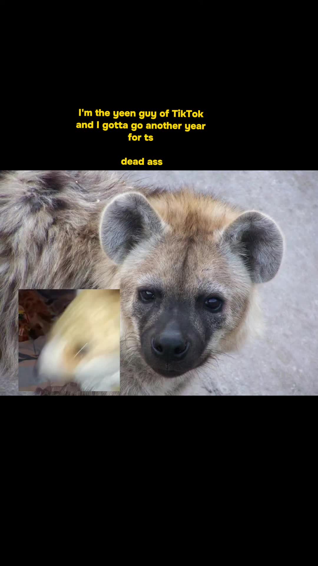 @AbrahamTheHyena