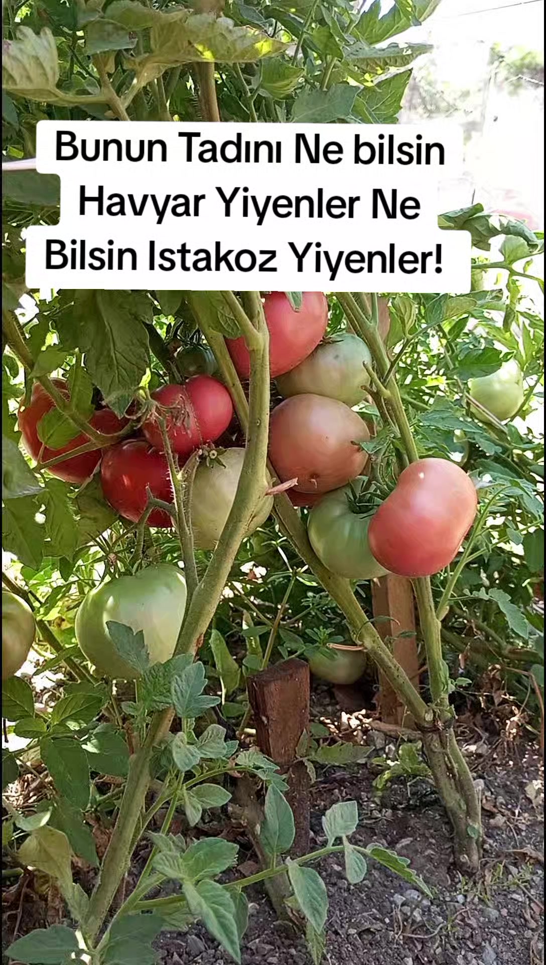 @Nefislezetlitarifler