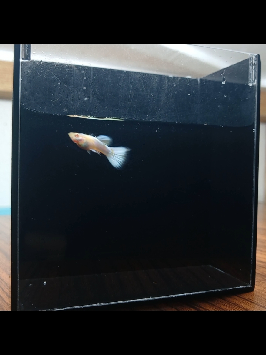 @Ga Guppy Farm