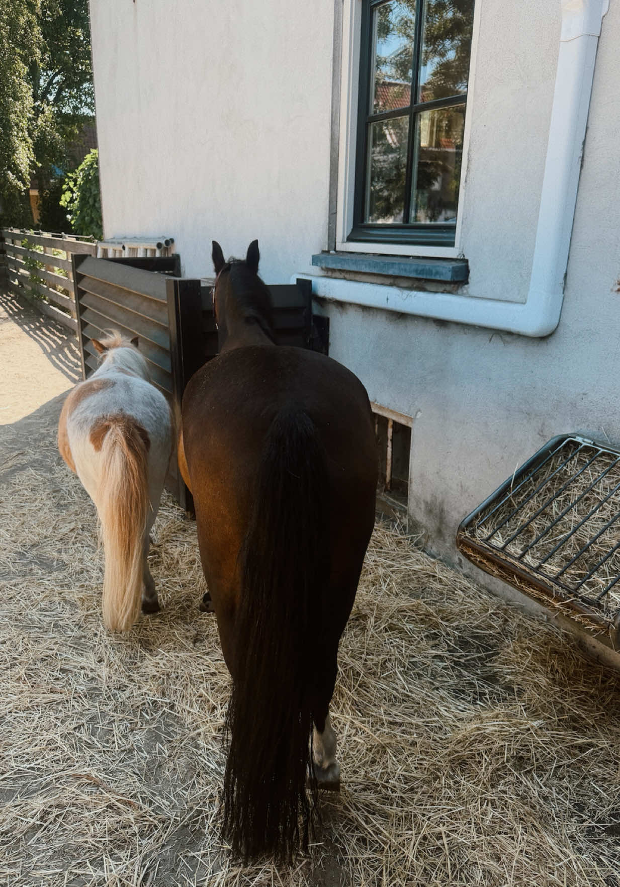 @fmnschothorses