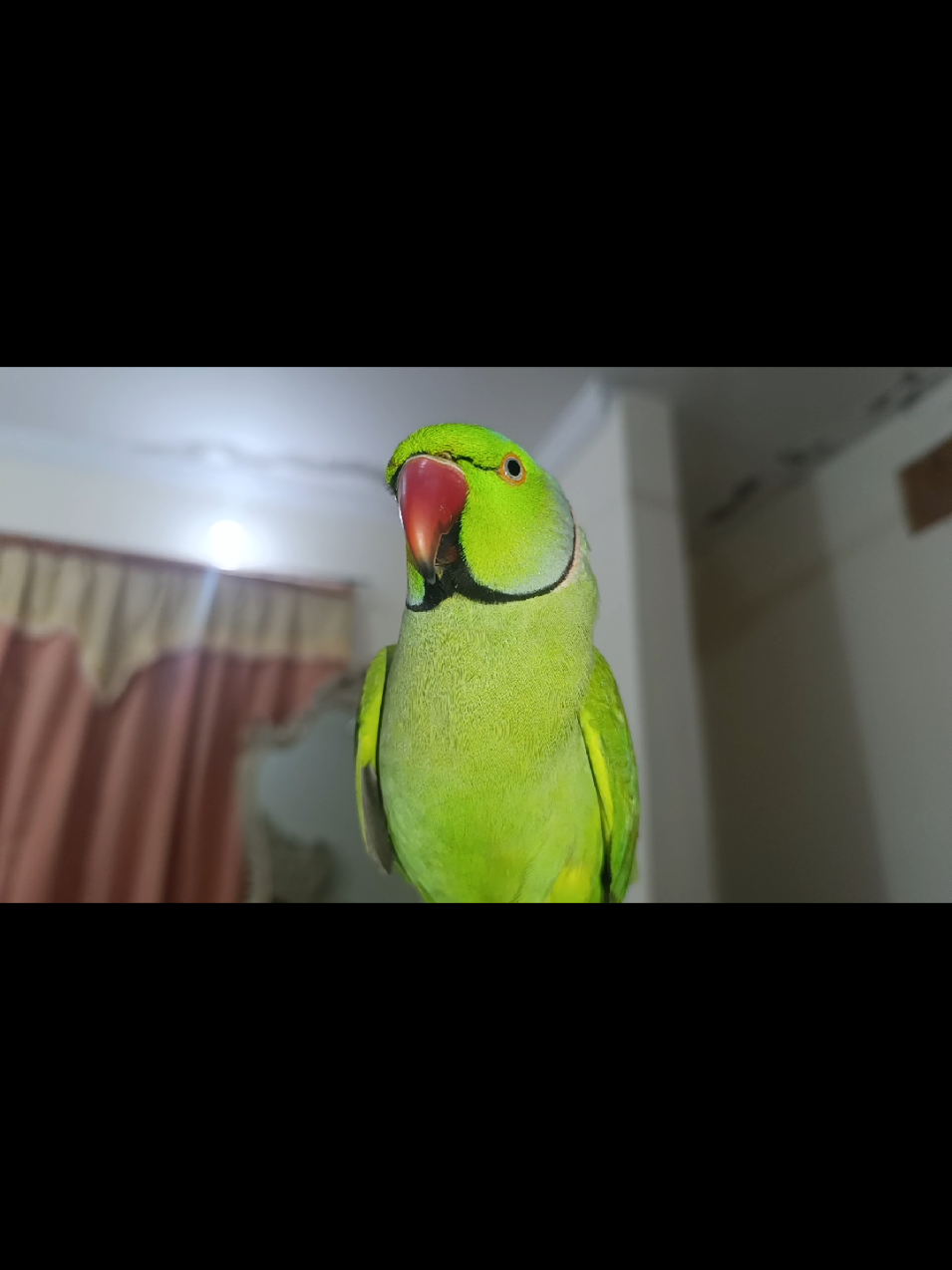 @Mehtab's Pet