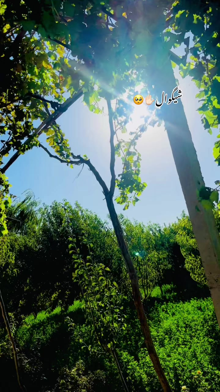 @☠️❌SHAGWAL❌☠️